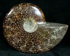 Cleoniceras Ammonite Fossil - Madagascar #7353-2